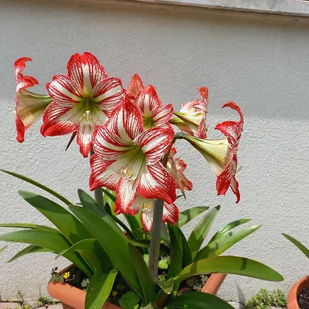 Le Magnolie 2 *