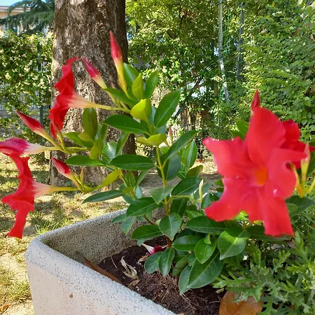Le Magnolie 2 ميستر