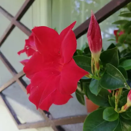 Le Magnolie 2 * ميستر